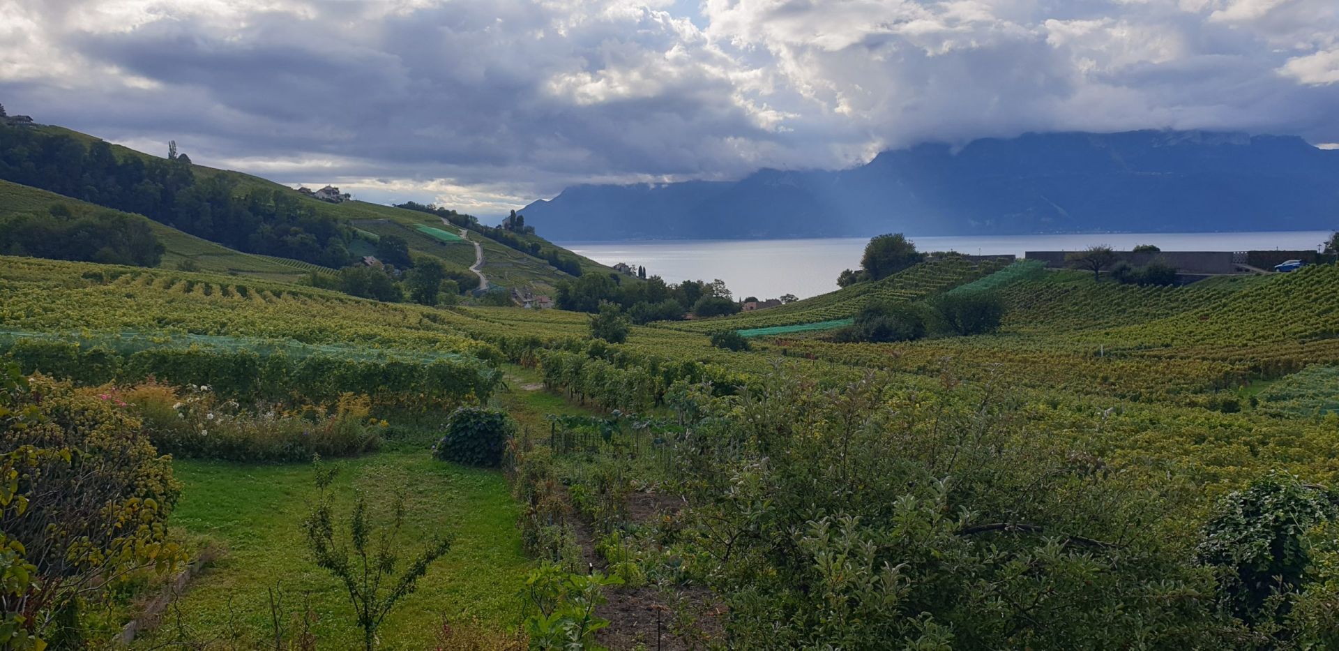 le domaine la cave - vignoble